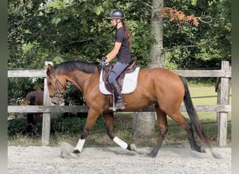 Lusitano, Klacz, 6 lat, 162 cm, Gniada
