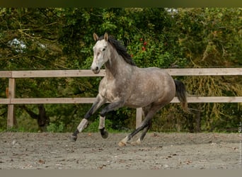 Lusitano, Klacz, 6 lat, 164 cm, Siwa