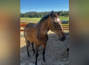 Lusitano, Klacz, 6 lat, 165 cm, Gniada