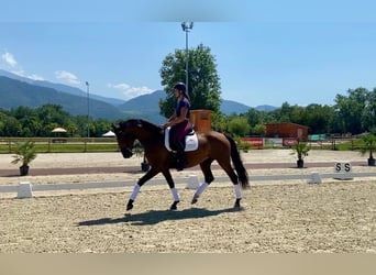 Lusitano, Klacz, 6 lat, 165 cm, Gniada