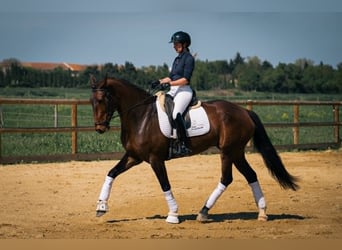 Lusitano, Klacz, 6 lat, 167 cm