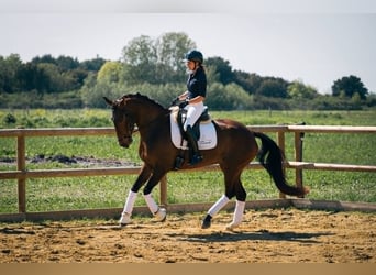 Lusitano, Klacz, 6 lat, 167 cm