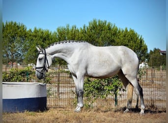 Lusitano, Klacz, 6 lat, 167 cm, Siwa w hreczce