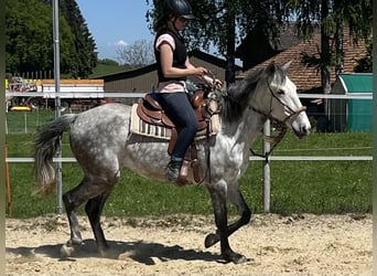 Lusitano, Klacz, 6 lat, Siwa jabłkowita