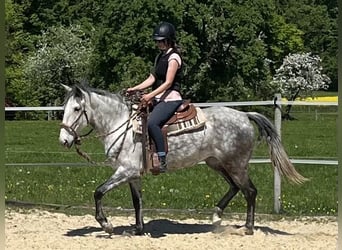 Lusitano, Klacz, 6 lat, Siwa jabłkowita