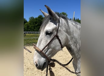 Lusitano, Klacz, 6 lat, Siwa jabłkowita