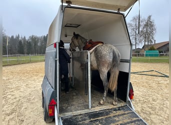 Lusitano, Klacz, 6 lat, Siwa jabłkowita