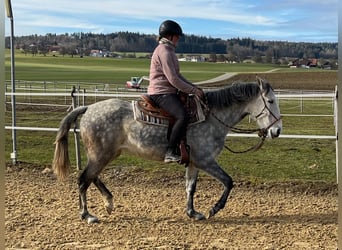 Lusitano, Klacz, 6 lat, Siwa jabłkowita