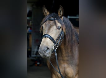 Lusitano Mix, Klacz, 7 lat, 155 cm, Jelenia