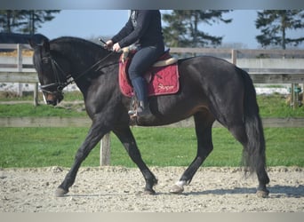 Lusitano, Klacz, 7 lat, 157 cm, Kara