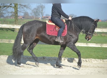 Lusitano, Klacz, 7 lat, 157 cm, Kara