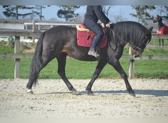 Lusitano, Klacz, 7 lat, 157 cm, Kara