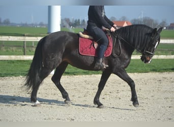 Lusitano, Klacz, 7 lat, 157 cm, Skarogniada