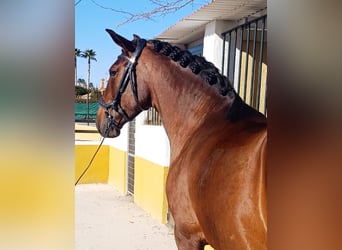 Lusitano, Klacz, 7 lat, 158 cm, Gniada