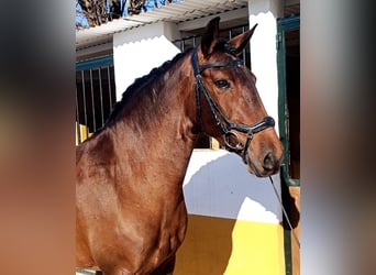 Lusitano, Klacz, 7 lat, 158 cm, Gniada