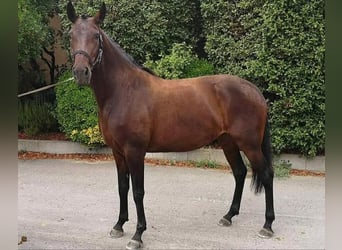 Lusitano, Klacz, 7 lat, 160 cm, Ciemnogniada