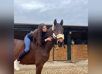 Lusitano, Klacz, 7 lat, 160 cm, Gniada