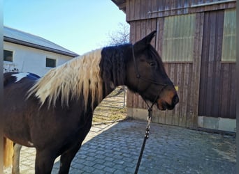 Lusitano Mix, Klacz, 7 lat, 160 cm, Srokata