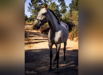 Lusitano, Klacz, 7 lat, 161 cm, Kasztanowatodereszowata