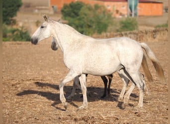 Lusitano, Klacz, 7 lat, 161 cm, Siwa