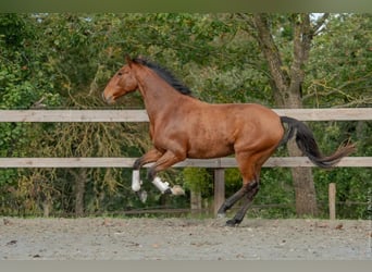 Lusitano, Klacz, 7 lat, 162 cm, Gniada