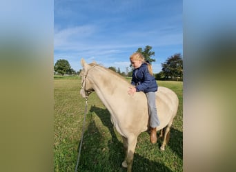 Lusitano, Klacz, 8 lat, 150 cm, Perlino