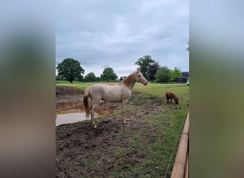 Lusitano, Klacz, 8 lat, 150 cm, Perlino