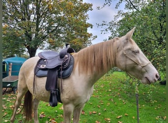 Lusitano, Klacz, 8 lat, 150 cm, Perlino