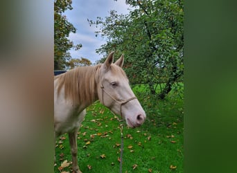 Lusitano, Klacz, 8 lat, 150 cm, Perlino