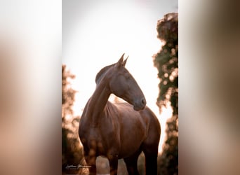 Lusitano, Klacz, 8 lat, 157 cm, Ciemnogniada