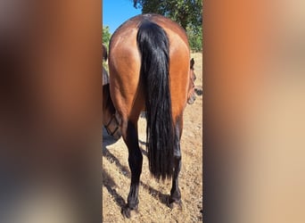 Lusitano, Klacz, 8 lat, 160 cm, Gniada