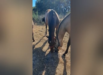 Lusitano, Klacz, 8 lat, 160 cm, Gniada