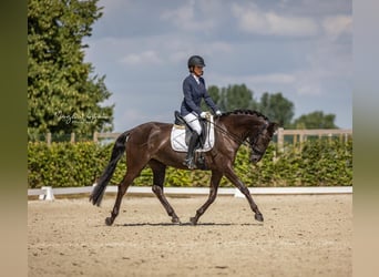 Lusitano, Klacz, 8 lat, 160 cm, Kara