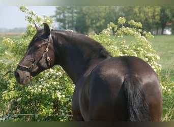 Lusitano, Klacz, 8 lat, 160 cm, Kara
