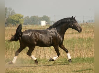 Lusitano, Klacz, 8 lat, 160 cm, Kara