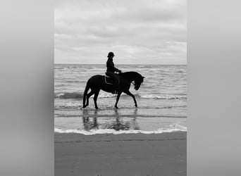 Lusitano, Klacz, 8 lat, 160 cm, Kara