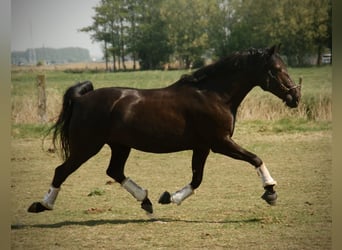 Lusitano, Klacz, 8 lat, 160 cm, Kara