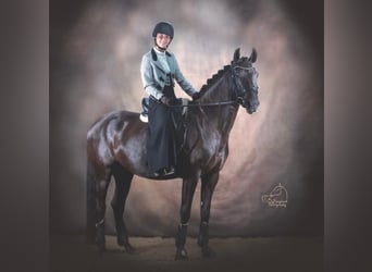 Lusitano, Klacz, 8 lat, 160 cm, Kara
