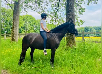 Lusitano, Klacz, 8 lat, 160 cm, Kara