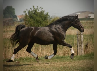 Lusitano, Klacz, 8 lat, 160 cm, Kara