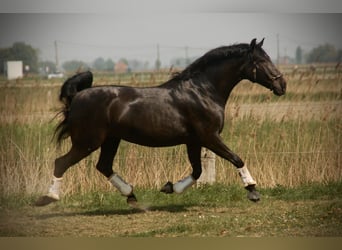 Lusitano, Klacz, 8 lat, 160 cm, Kara
