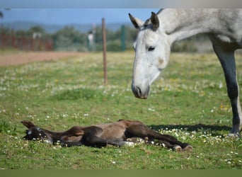 Lusitano, Klacz, 8 lat, 160 cm, Siwa