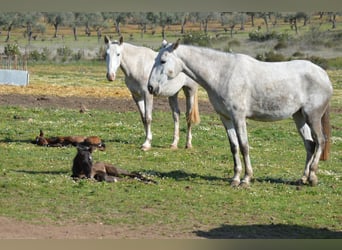 Lusitano, Klacz, 8 lat, 160 cm, Siwa