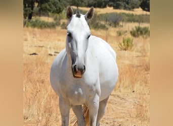 Lusitano, Klacz, 8 lat, 160 cm, Siwa