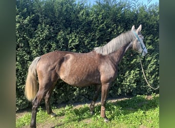 Lusitano, Klacz, 8 lat, 162 cm, Biała