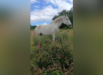Lusitano, Klacz, 8 lat, Biała