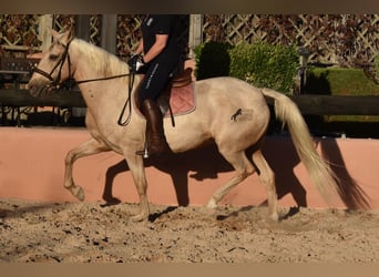 Lusitano, Klacz, 9 lat, 151 cm, Izabelowata