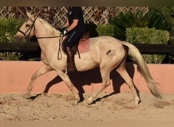 Lusitano, Klacz, 9 lat, 151 cm, Izabelowata