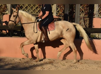 Lusitano, Klacz, 9 lat, 151 cm, Izabelowata