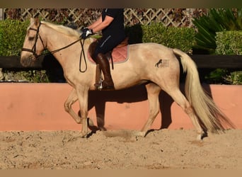 Lusitano, Klacz, 9 lat, 151 cm, Izabelowata